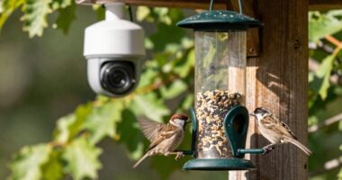 bird watching with cameras